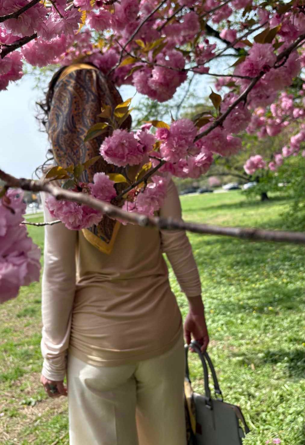 Person standing under cherry blossom trees in a park